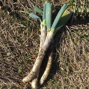 松本一本葱 肥料・農薬不使用