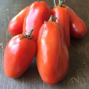 調理用 樹上完熟トマト「サン マルツァーノ」農薬・肥料不使用