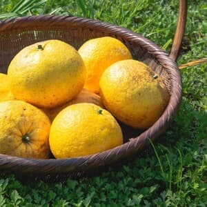 農薬・化学肥料不使用／有機栽培「甘夏みかん」