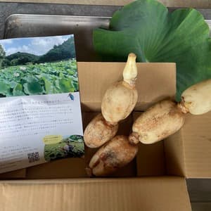 無農薬・無施肥の自然栽培のれんこん　クール便発送の口コミ・レビュー(グリえもんさん)