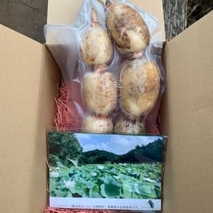 無農薬・無施肥の自然栽培のれんこん　常温発送