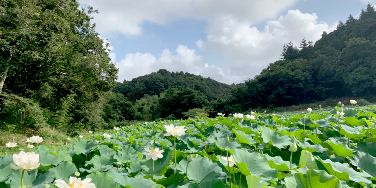 里山れんこんロゴ