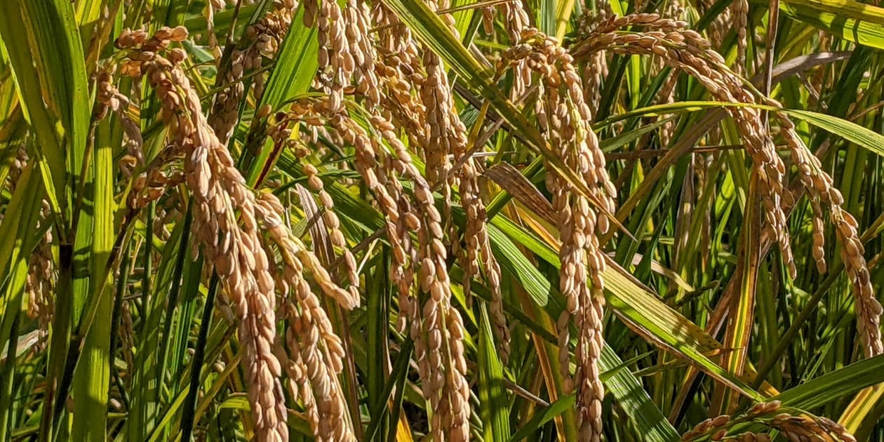 白川自然農園ロゴ