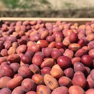 赤大豆：農薬や肥料を使わずに育てました【3月下旬再販予定】