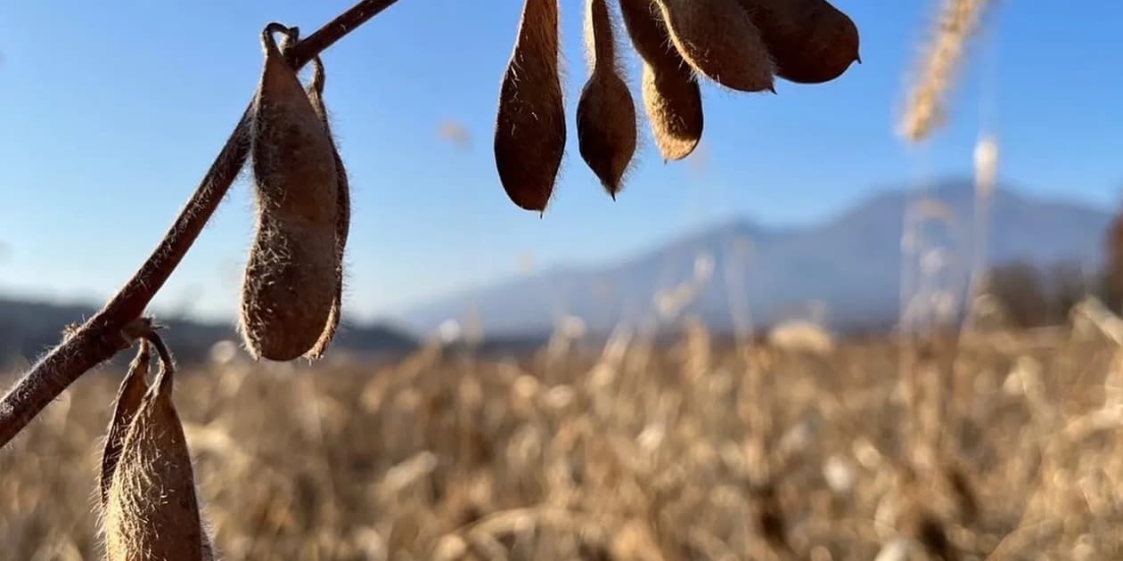 白ほたる豆腐店ロゴ