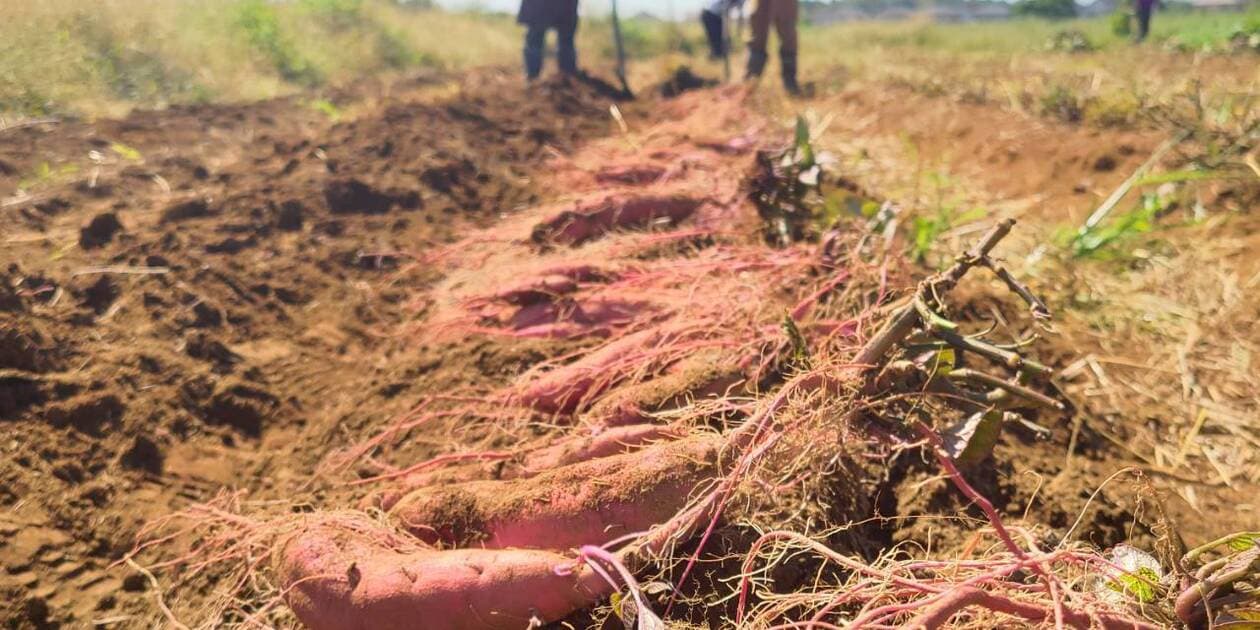 すまいるアグリロゴ