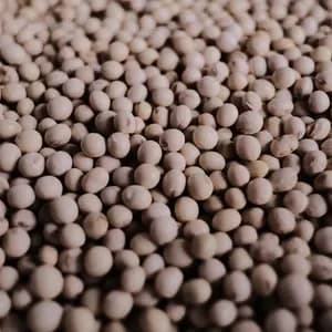 静岡県遠州の山育ち＜天日乾燥大豆・音更大袖＞農薬化学肥料不使用&不耕起栽培で土を守る自然の味わい