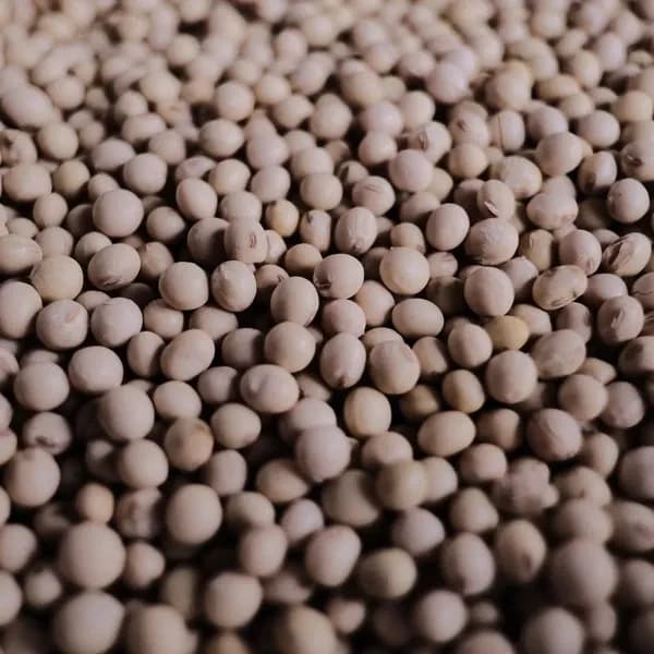 静岡県遠州の山育ち＜天日乾燥大豆・音更大袖＞農薬化学肥料不使用&不耕起栽培で土を守る自然の味わい