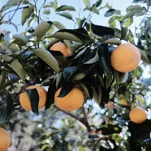 森の恵みで育った＜農薬不使用の八朔＞木で熟成・寒冷地ならではのゆっくり成長・ほろ苦さと爽やかな甘みのバランス