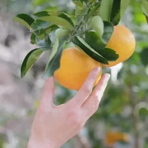 森の中で育った＜農薬不使用の八朔＞ほろ苦さと爽やかな甘みのバランス