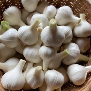 2025年　にんにく　農薬・化学肥料・除草剤・動物性堆肥不使の口コミ・レビュー(ukiyobijinnさん)