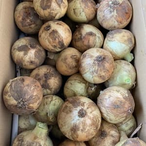 農薬・化学肥料・除草剤・動物性堆肥不使用・ 玉ねぎ（固定種）の口コミ・レビュー(よつばのクローバーさん)