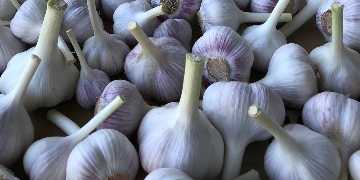 鈴木ファームロゴ