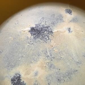 『真きび酢』奄美のさとうきび発酵食品の口コミ・レビュー(60代スーさんさん)