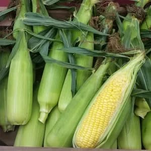 《2025終了》無農薬 朝採りトウモロコシの口コミ・レビュー(たかままさん)
