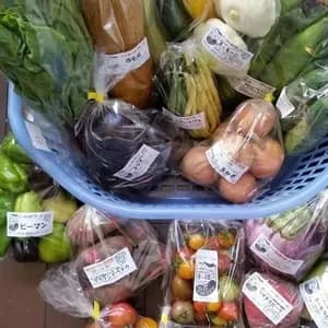 【定期購入】 シードマイスターが作る無農薬季節の変わり野菜セット 