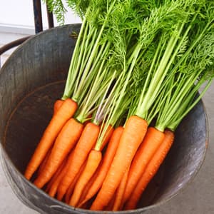 香りと甘みがぎゅっと凝縮＜自然栽培にんじん＞草堆肥と雨水だけで育てた皮ごと安心のやさしい味/訳あり特価ありの口コミ・レビュー(タマさん)