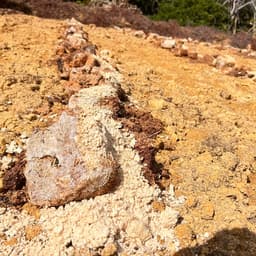 🍍パイナップルには土作りが命❗️