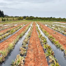 今年も有機栽培パイナップルを宜しくお願いします！