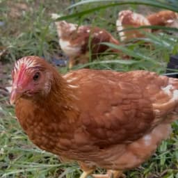 パイナップルのために育てた卵🥚販売を開始します！