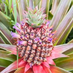 パイナップルの予約開始日が決まりました🍍