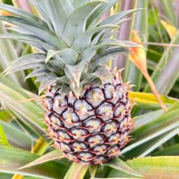パイナップルの予約販売が開始となりました🍍