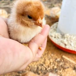 パイナップルのために育てた卵