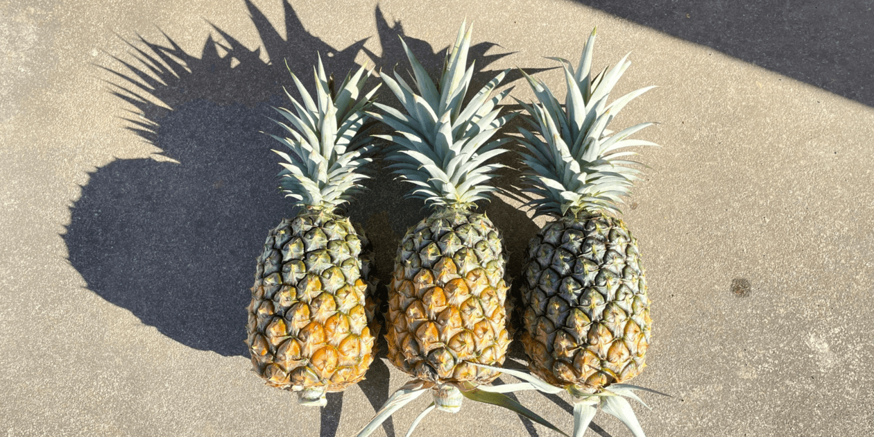 樹パイナップルファームロゴ