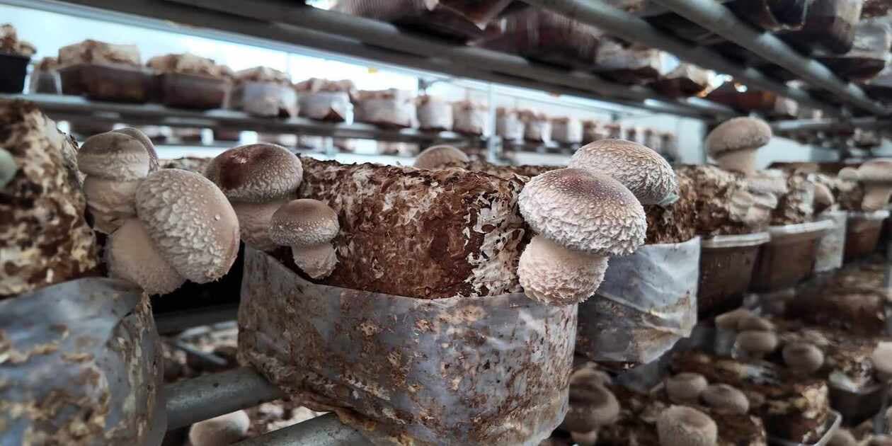 徳島椎茸ファームロゴ