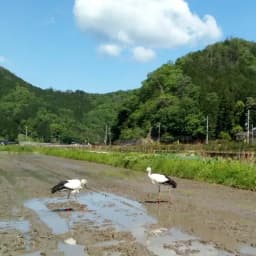 田植えの準備
