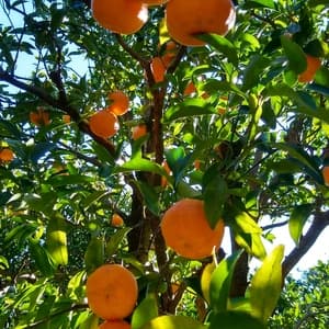農薬化学肥料不使用　太田ぽんかん