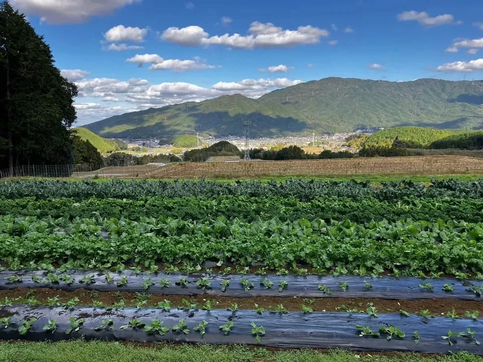（再販・5/25以降発送）5月のお野菜もりもり御膳【無農薬米、無添加、野菜は有機または特別栽培】