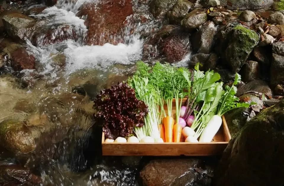 （再販・5/25以降発送）5月のお野菜もりもり御膳【無農薬米、無添加、野菜は有機または特別栽培】