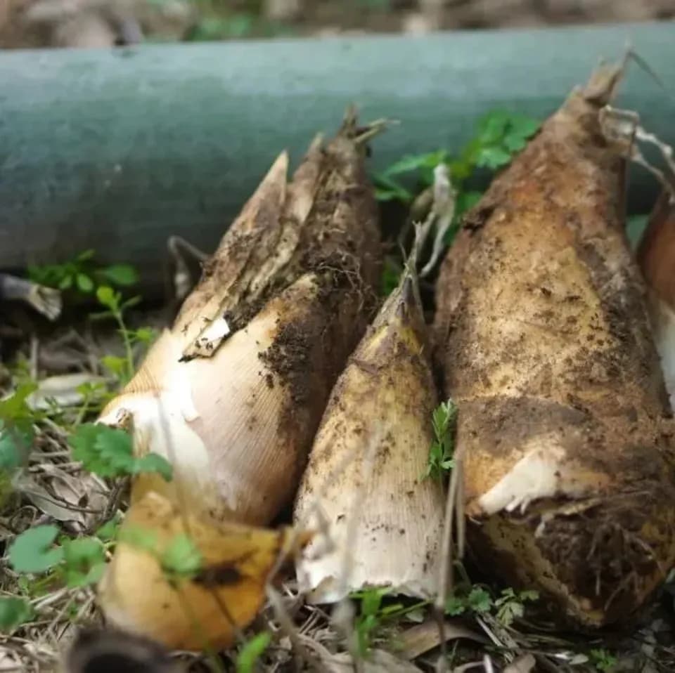 （再販・5/25以降発送）5月のお野菜もりもり御膳【無農薬米、無添加、野菜は有機または特別栽培】