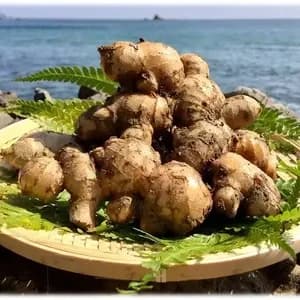 鰹乃國の生姜 農薬・化学肥料・除草剤不使用