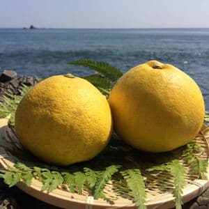 【26年度分】お日様の文旦　農薬・化学肥料・除草剤不使用