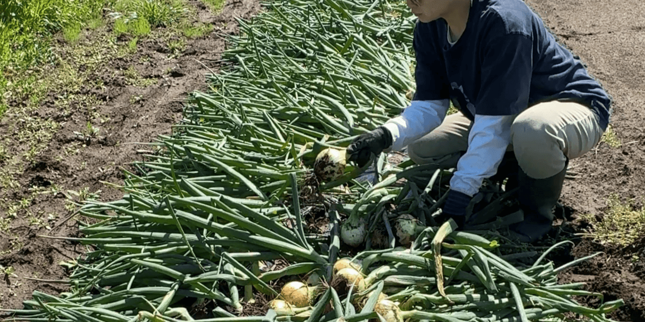 Veg & Spice TOKKIロゴ