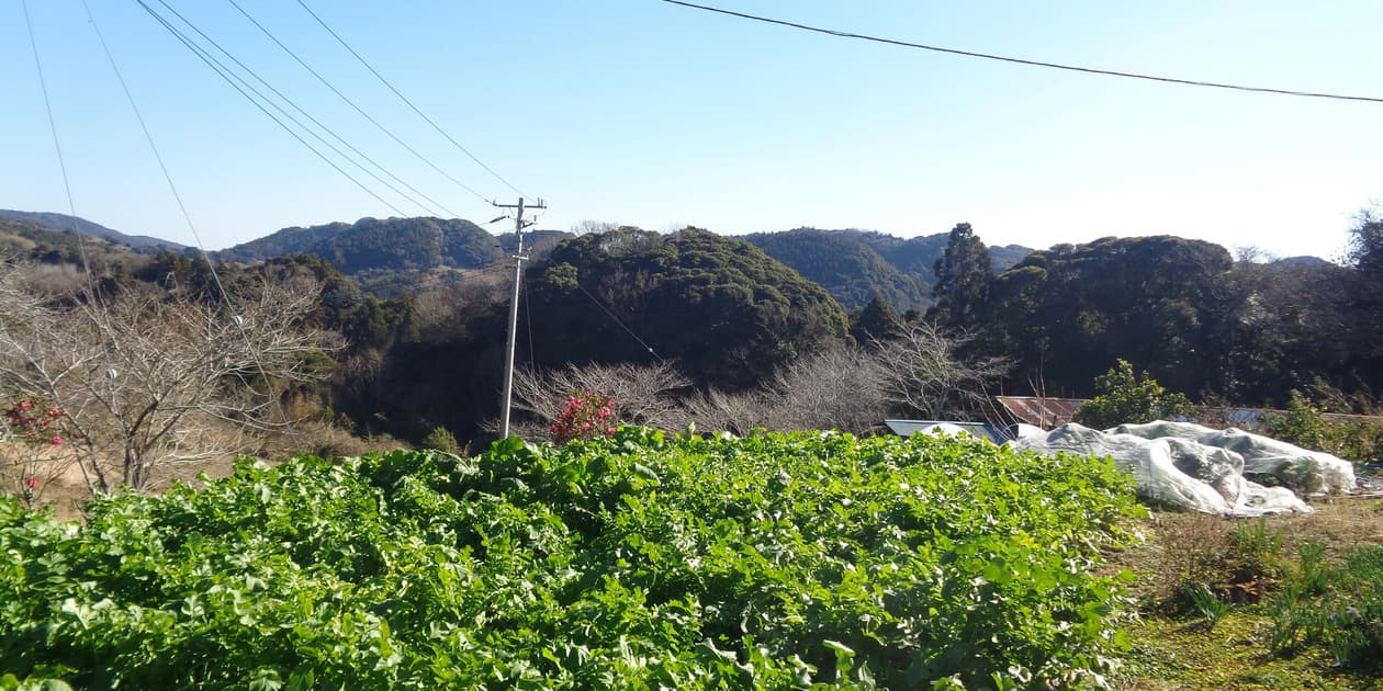鴨川和棉農園ロゴ