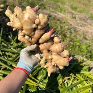 無農薬・無肥料の自然栽培生姜のレビュー