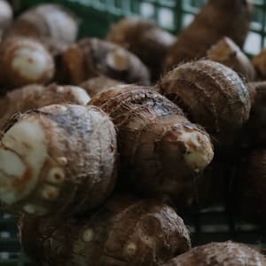 無肥料栽培　里芋