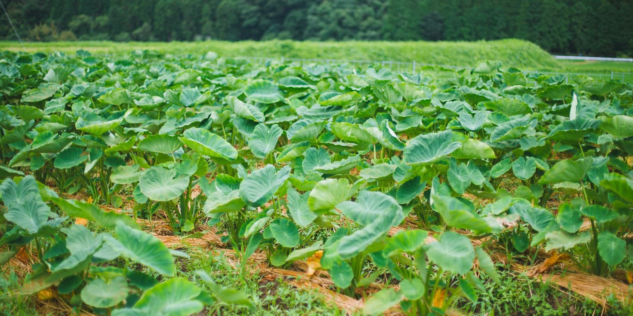 やーやまやロゴ