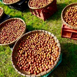 梅干し 無農薬・無肥料栽培の口コミ・レビュー(ママさんさん)