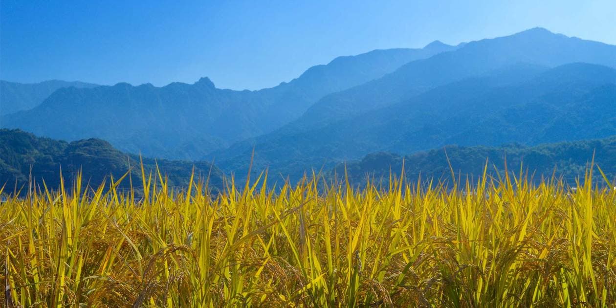 かえるすたいるロゴ