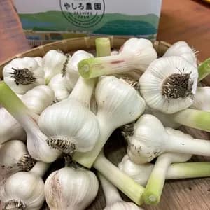 【五島列島産】期間限定フレッシュにんにく・化学肥料・農薬不使用のレビュー