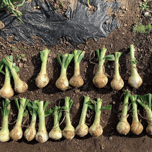 【五島列島産】期間限定葉付き！！化学肥料・農薬を使わずに育てた新玉ねぎの口コミ・レビュー(コトミサさん)