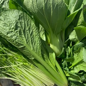 【五島列島産・島育ち】期間限定・化学肥料・農薬を使わずに育てた旬の葉物と根菜