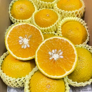 【キャップなしご自宅用】農薬不使用・五島育ちスイートスプリングの口コミ・レビュー(むーちゃんさん)