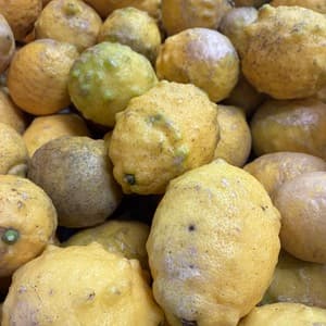 【数量限定】農薬不使用・五島育ちレモン