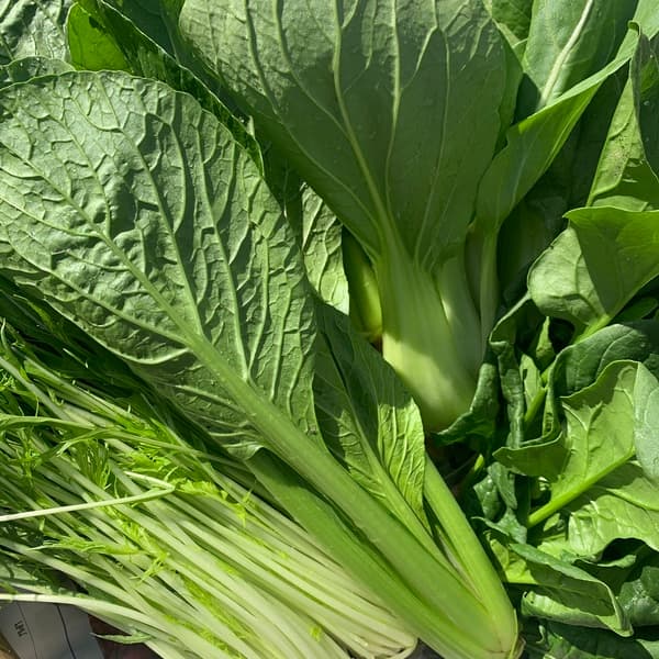 【五島列島産・島育ち】期間限定・化学肥料・農薬を使わずに育てた旬の葉物と根菜