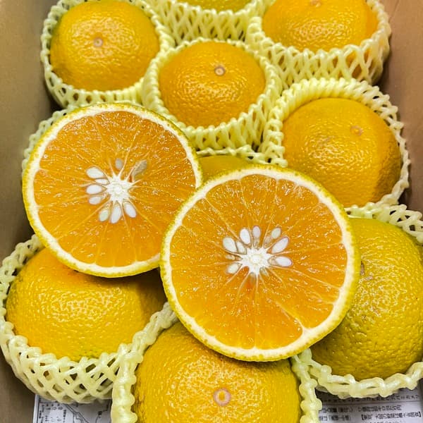 【キャップなしご自宅用】農薬不使用・五島育ちスイートスプリング